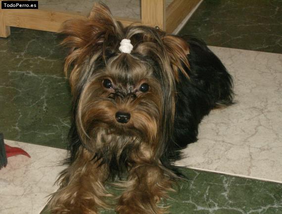 La foto del perro Leo Foto del perro Leo