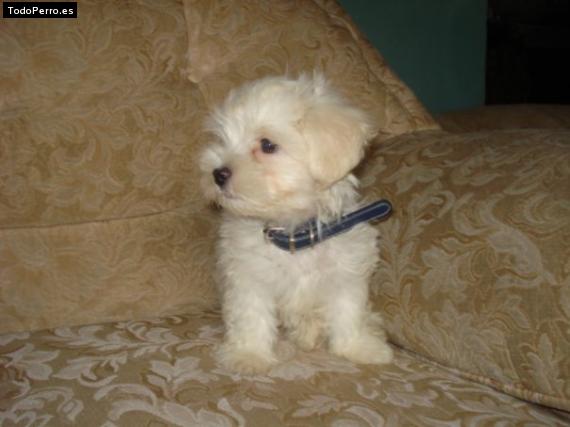Foto del perro Roger