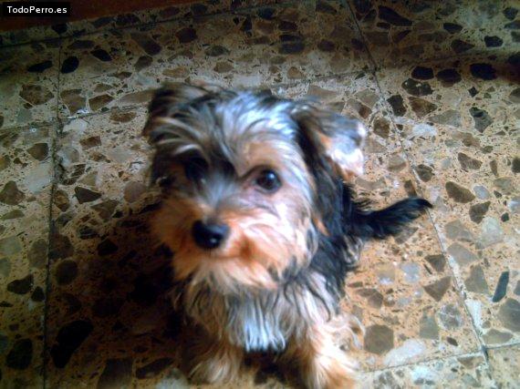 La foto del perro Chispa Foto del perro Chispa