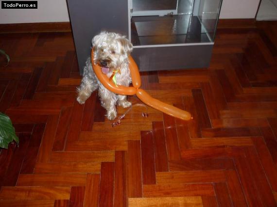 La foto del perro Pupy Foto del perro Pupy