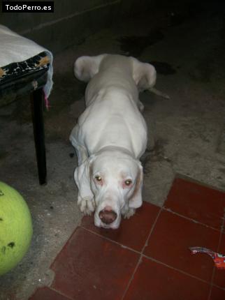 Foto del perro Juniors