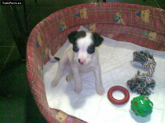 La foto del perro Lucky Foto del perro Lucky