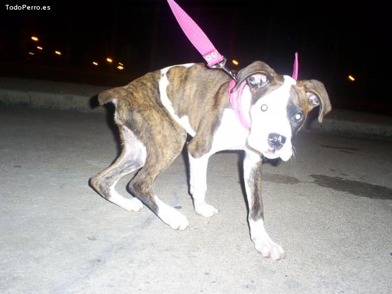 Foto del perro Choco