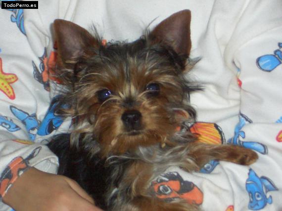 La foto del perro Pipo Foto del perro Pipo