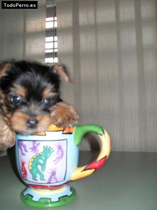 La foto del perro Kobe bryant Foto del perro Kobe bryant