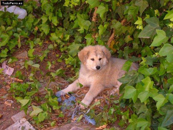 Foto del perro Nala
