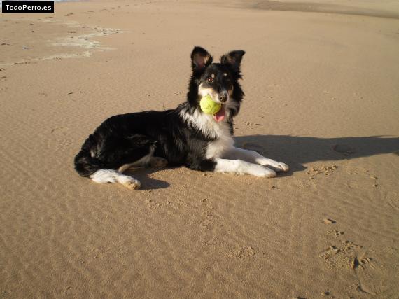 La foto del perro Killa Foto del perro Killa