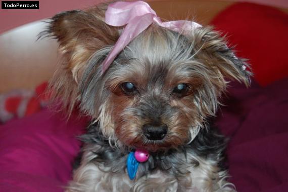 La foto del perro Pamela Foto del perro Pamela