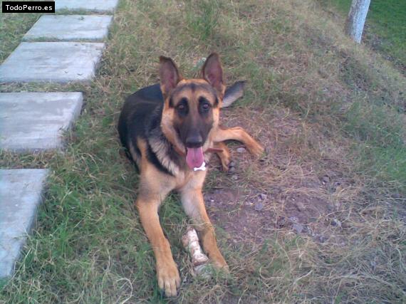 La foto del perro