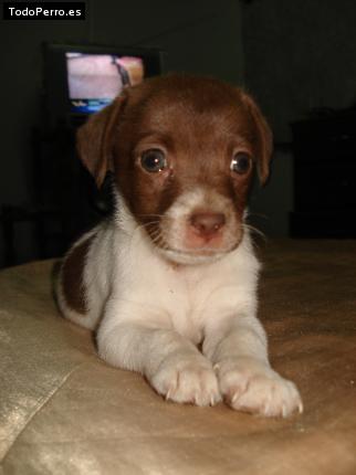 Foto del perro Perla