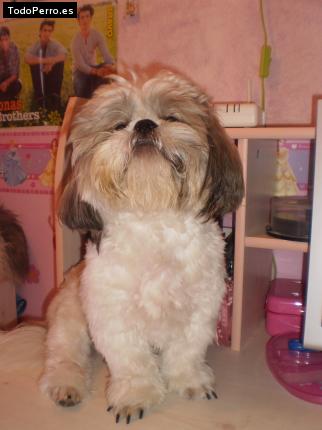 La foto del perro