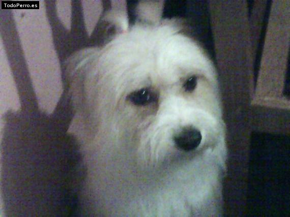 La foto del perro Pelusa Foto del perro Pelusa