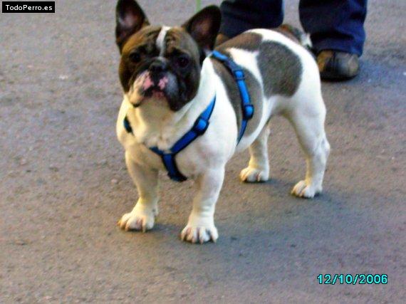 Foto del perro Bruno