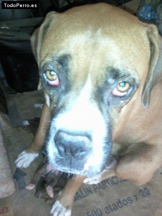 Foto del perro Clarita