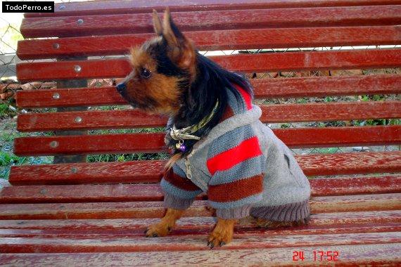 Foto del perro Coco