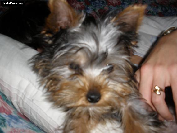 La foto del perro Ron Foto del perro Ron