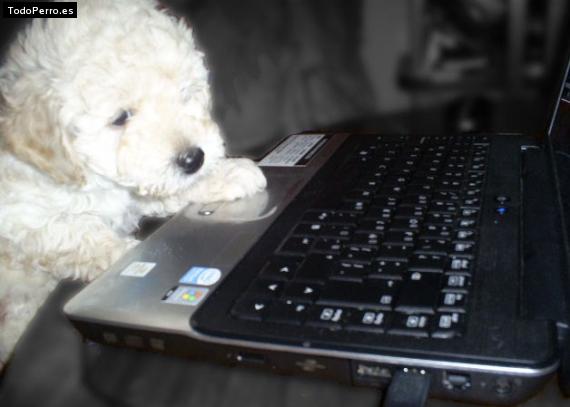 Foto del perro Rocko