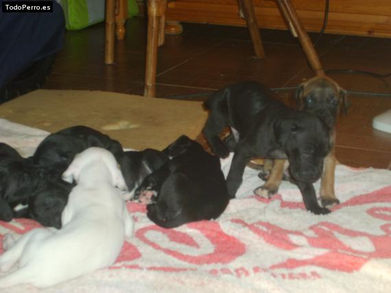 Foto del perro Crispin