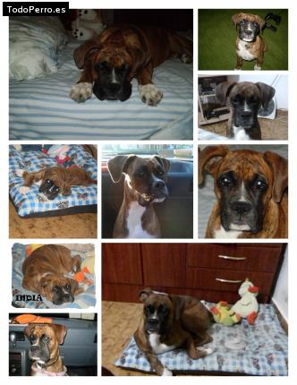 Foto del perro India