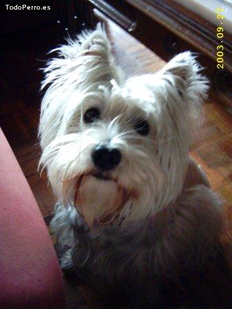 Foto del perro Noa