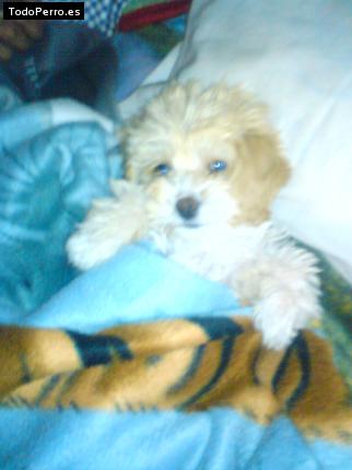 Foto del perro Harry