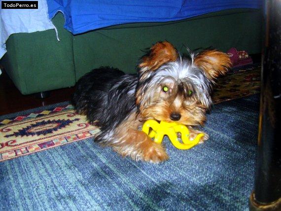 La foto del perro Izar Foto del perro Izar