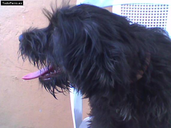 La foto del perro Popy Foto del perro Popy