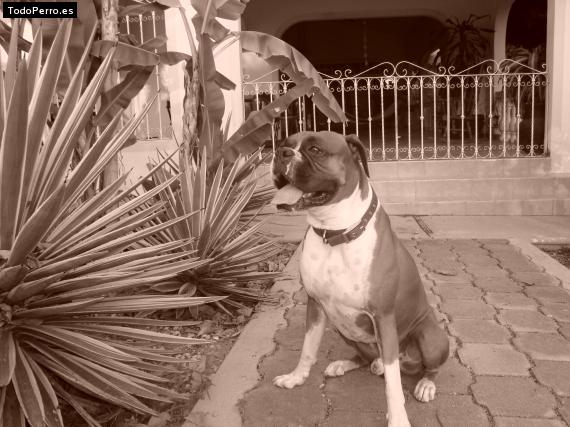 La foto del perro