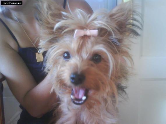 La foto del perro Kitty Foto del perro Kitty