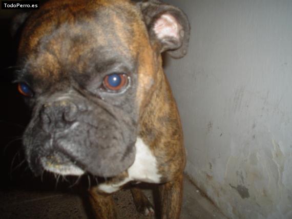 Foto del perro Ciro