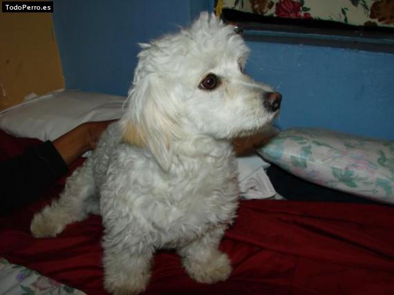 Foto del perro Cockie