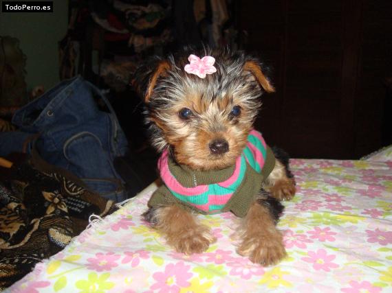 La foto del perro Jade Foto del perro Jade