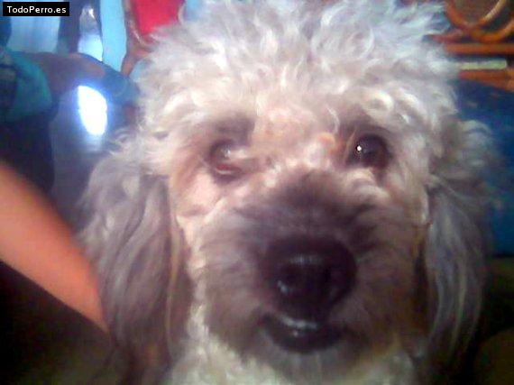 Foto del perro Junior