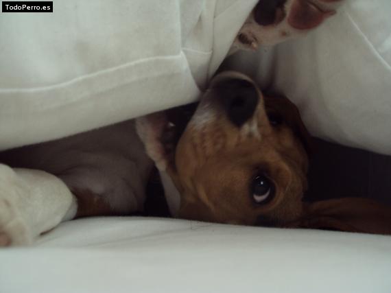 Foto del perro Teo