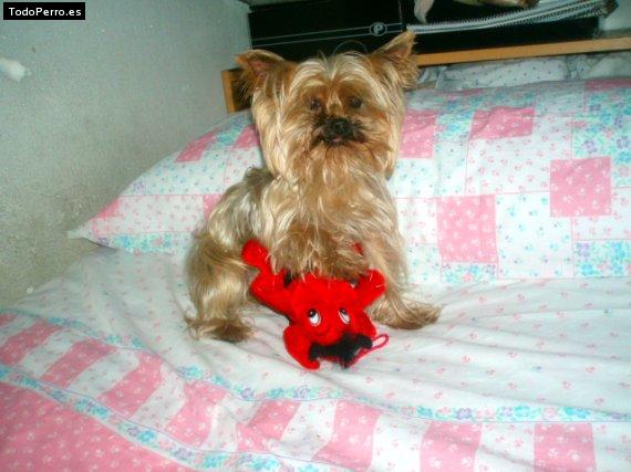 La foto del perro Cuca Foto del perro Cuca