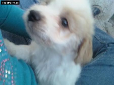 Foto del perro Cooffe
