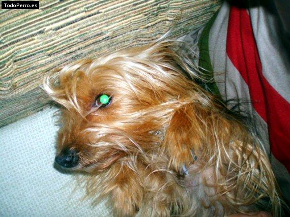 La foto del perro Cora Foto del perro Cora