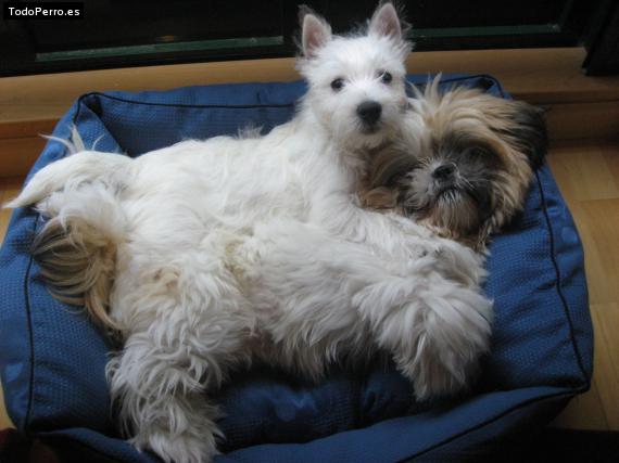 Foto del perro Curro y flaqui