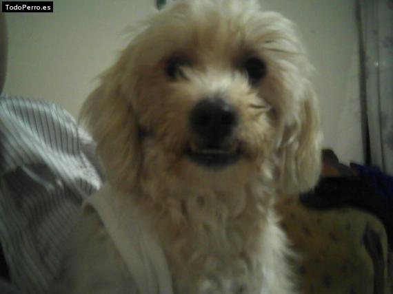 La foto del perro Junior Foto del perro Junior