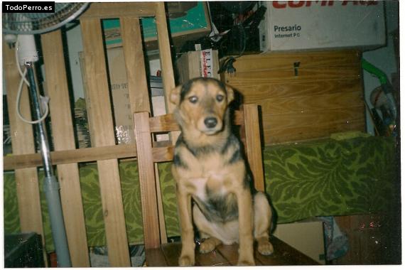 Foto del perro Luly