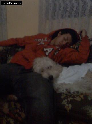 Foto del perro Roman