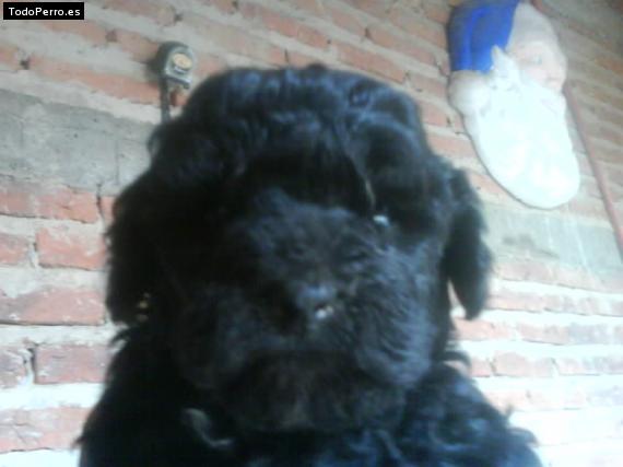 Foto del perro Chino