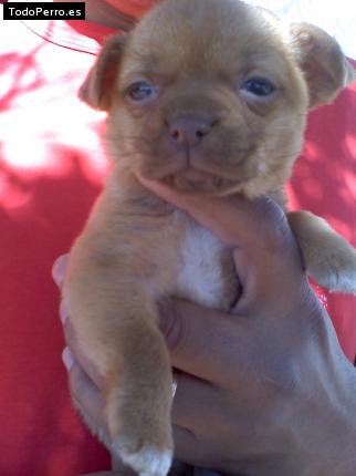 Foto del perro Walquiria