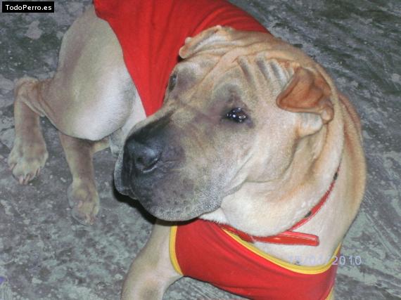 Foto del perro Bbomer