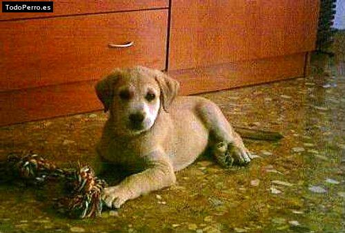 Foto del perro Milord