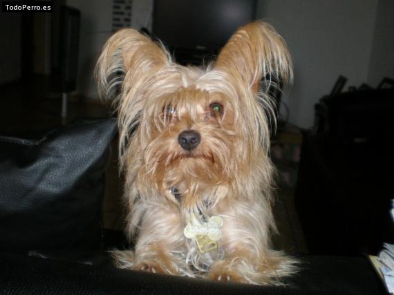 Foto del perro Chispita