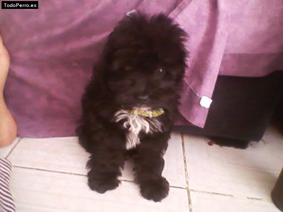 Foto del perro Jaffi