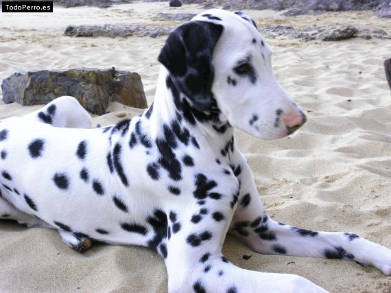 Foto del perro Camaron