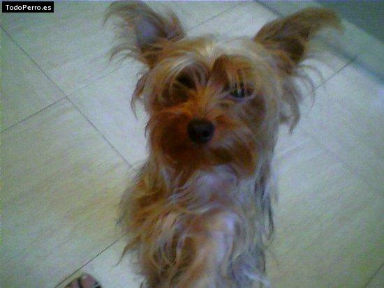 La foto del perro China Foto del perro China