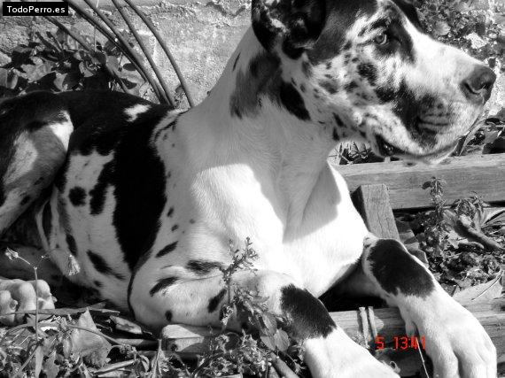 Foto del perro Troya